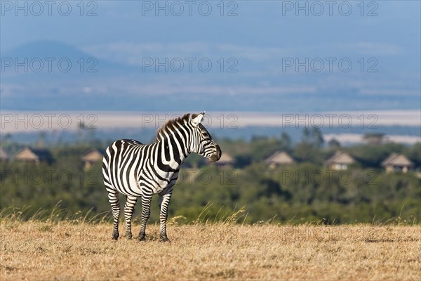 Plains Zebra (Equus quagga)