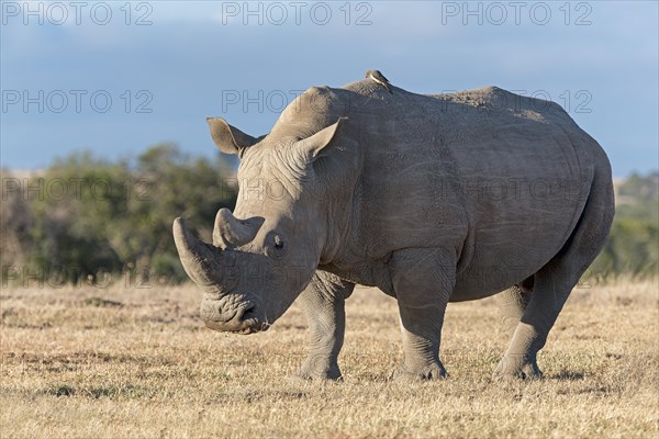 White Rhinoceros (Ceratotherium simum)