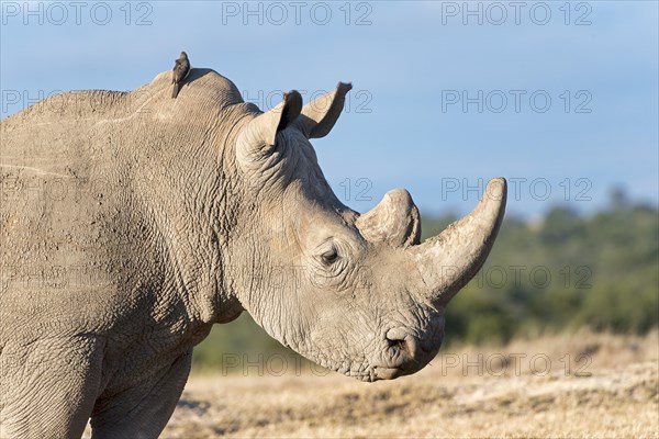 White Rhinoceros (Ceratotherium simum)