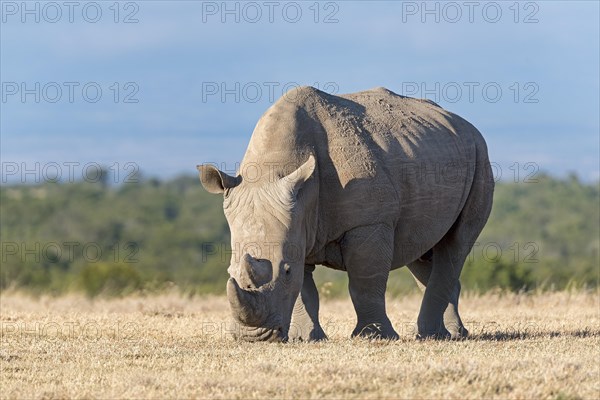 White Rhinoceros (Ceratotherium simum) eating dry grass