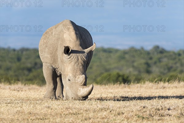 White Rhinoceros (Ceratotherium simum) eating dry grass