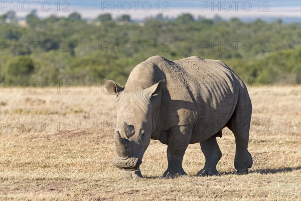 White Rhinoceros (Ceratotherium simum)