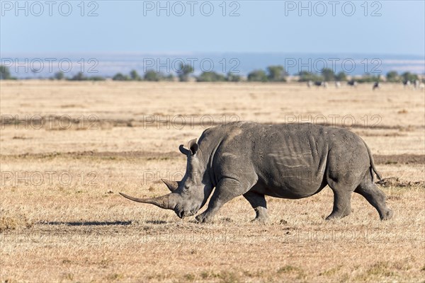 Black Rhinoceros (Diceros bicornis)