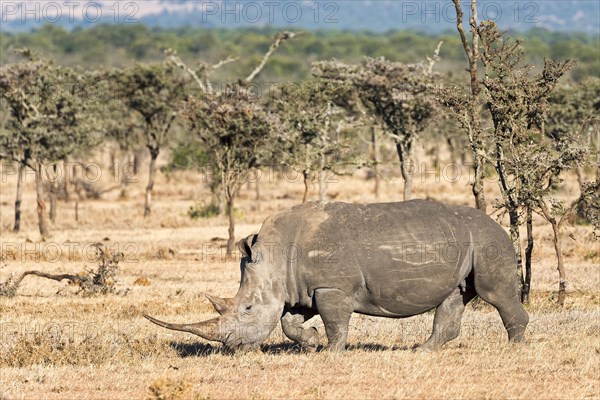 Black Rhinoceros (Diceros bicornis)