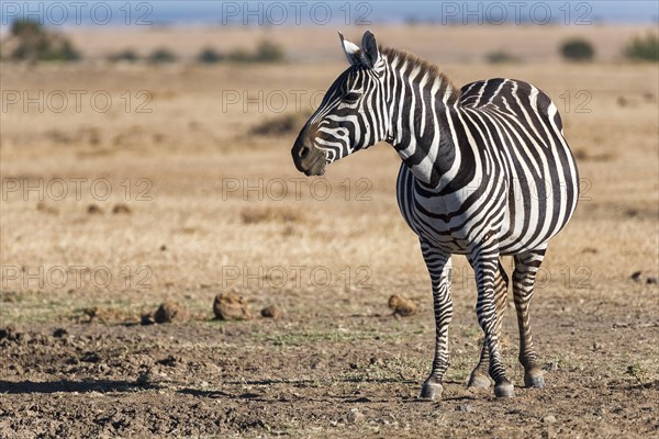 Plains Zebra (Equus quagga)