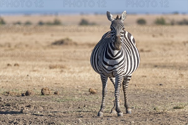 Plains zebra (Equus quagga)