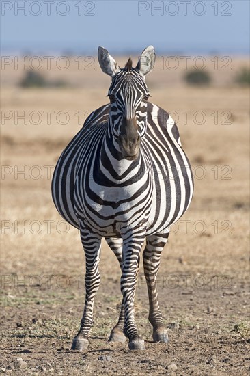 Plains zebra (Equus quagga)