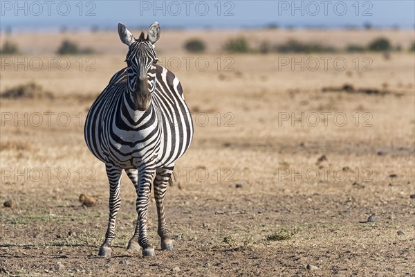 Plains zebra (Equus quagga)