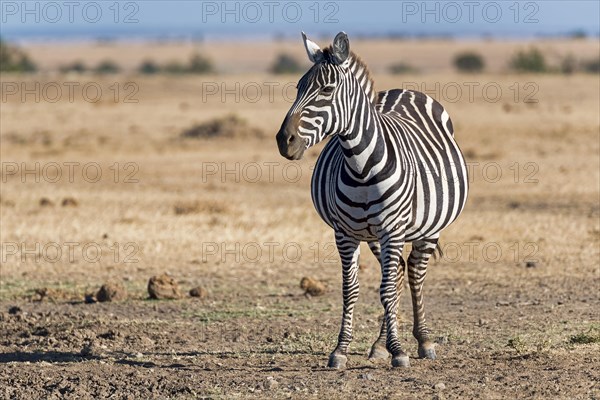 Plains zebra (Equus quagga)