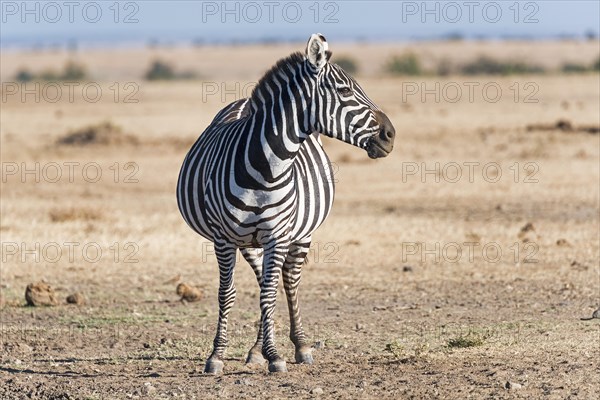 Plains zebra (Equus quagga)