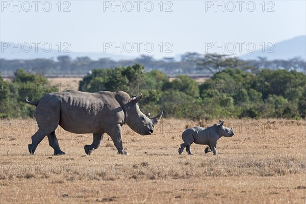 White Rhinoceros (Ceratotherium simum) walking with young animal over steppe