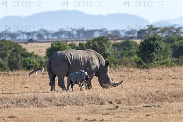 White Rhinoceros (Ceratotherium simum) feeding