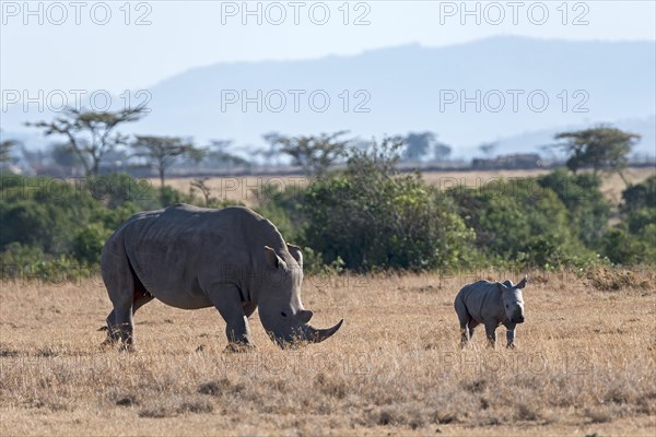 White Rhinoceros (Ceratotherium simum) feeding