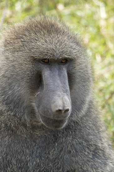 Olive Baboon (Papio anubis)