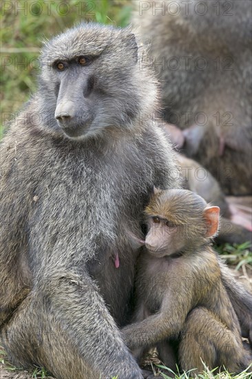 Olive Baboon (Papio anubis)