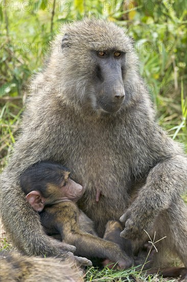 Anubis or olive baboon (Papio anubis) suckling young