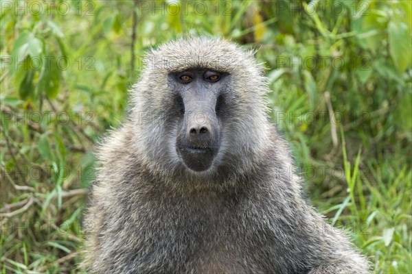 Anubis or olive baboon (Papio anubis)