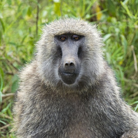 Anubis or olive baboon (Papio anubis)