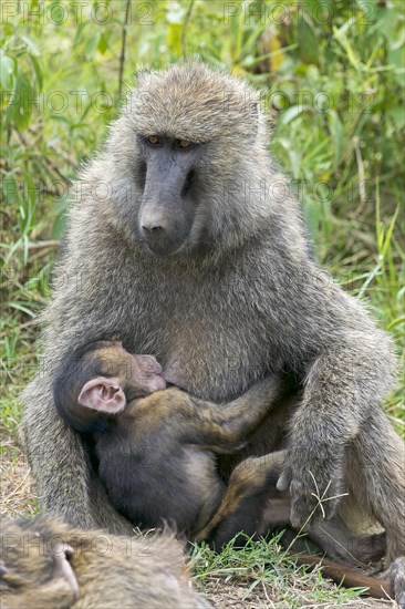 Anubis or olive baboon (Papio anubis) suckling young