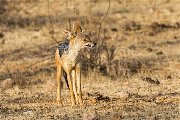 Black-backed jackal (Canis mesomelas) snarling