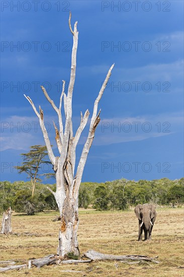 African bush elephant (Loxodonta africana)