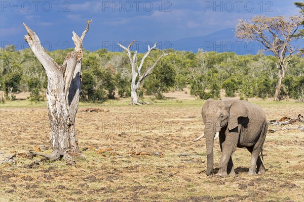 African bush elephant (Loxodonta africana)