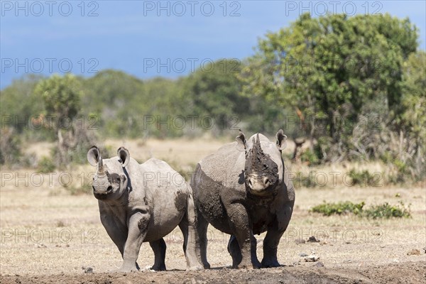 Black rhinos (Diceros bicornis) after a mud bath