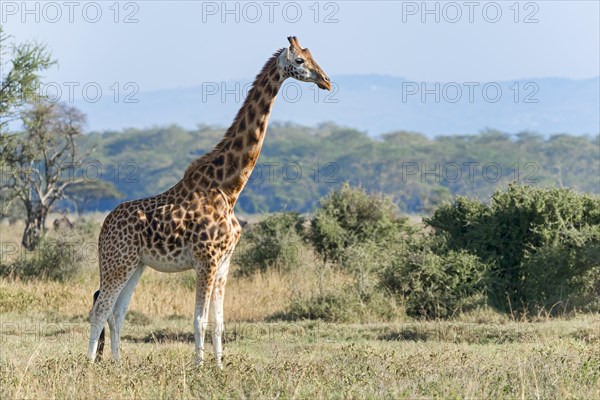 Rothschild's giraffe (Giraffa camelopardalis rothschildi)