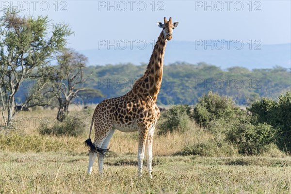 Rothschild's giraffe (Giraffa camelopardalis rothschildi)