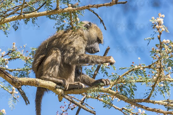 Olive Baboon (Papio anubis) sitting on umbrella acacia (Acacia tortilis)