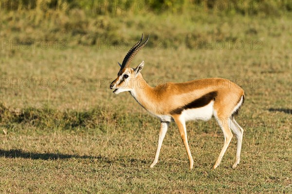 Thomson's gazelle (Eudorcas thomsonii)