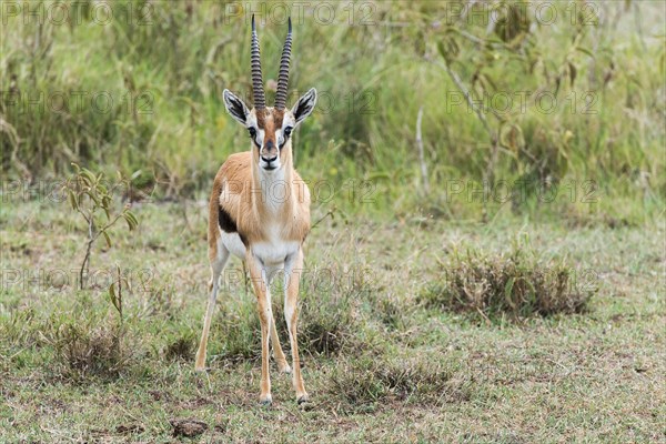 Thomson's gazelle (Eudorcas thomsonii)