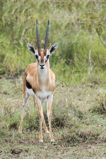 Thomson's gazelle (Eudorcas thomsonii)