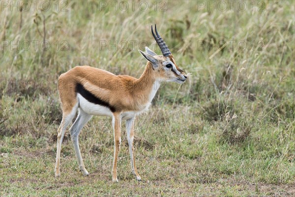 Thomson's gazelle (Eudorcas thomsonii)