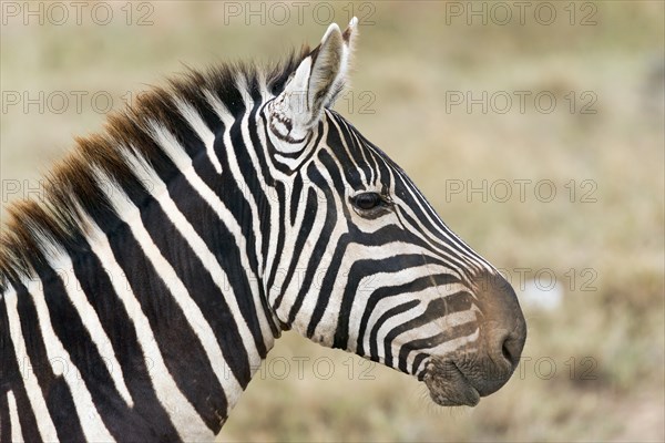 Plains Zebra (Equus quagga)