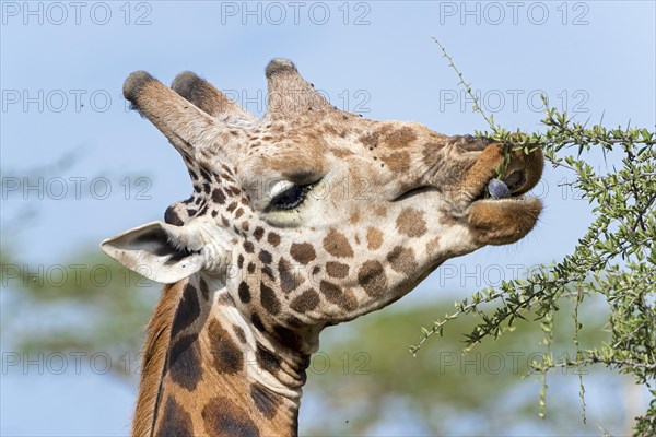 Rothschild's Giraffe (Giraffa camelopardalis rothschildi)