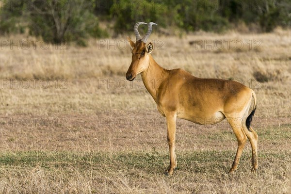 Coke's hartebeest (Alcelaphus cokii) in Ol Pejeta Reserve