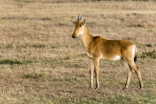 Coke's hartebeest (Alcelaphus cokii) calf in the Ol Pejeta reserve