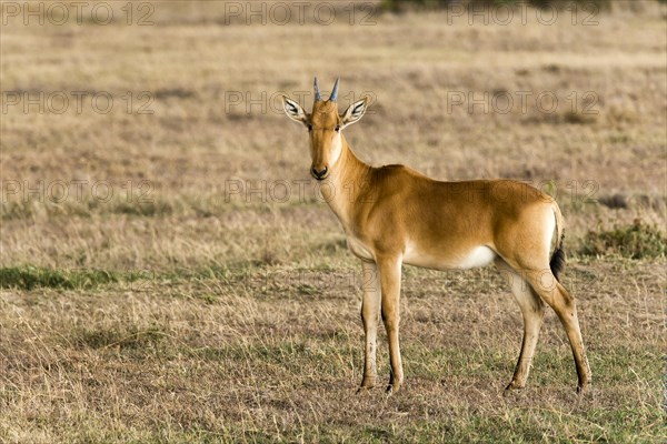 Coke's hartebeest (Alcelaphus cokii) calf in the Ol Pejeta reserve