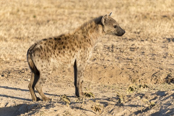 Spotted hyena (Crocuta crocuta)