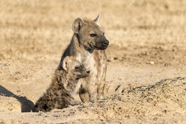 Spotted hyena (Crocuta crocuta) with young looking out of the den