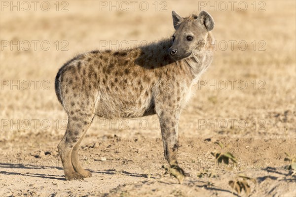 Spotted hyena (Crocuta crocuta)