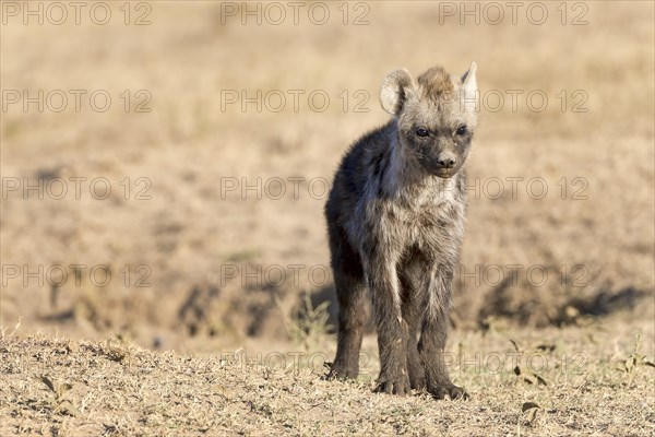 Spotted hyena (Crocuta crocuta)