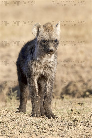 Spotted hyena (Crocuta crocuta)