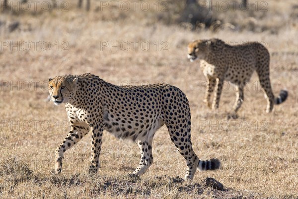 Cheetah (Acinonyx jubatus) walking through dry grass