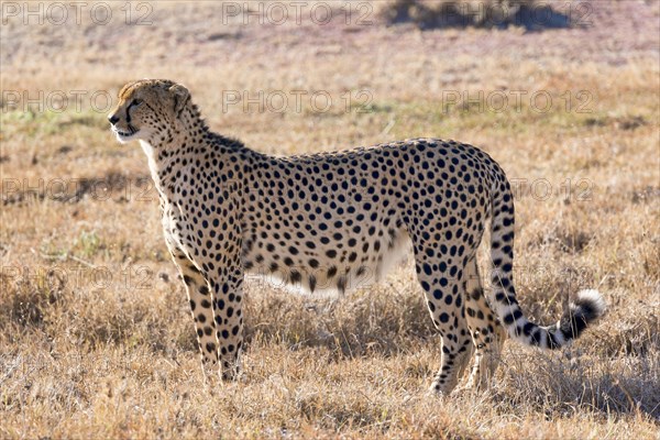 Cheetah (Acinonyx jubatus) in dry grass