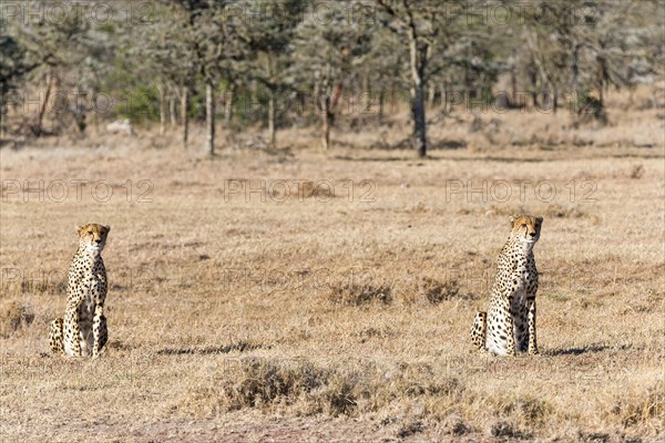 Cheetahs (Acinonyx jubatus) sitting in dry grass