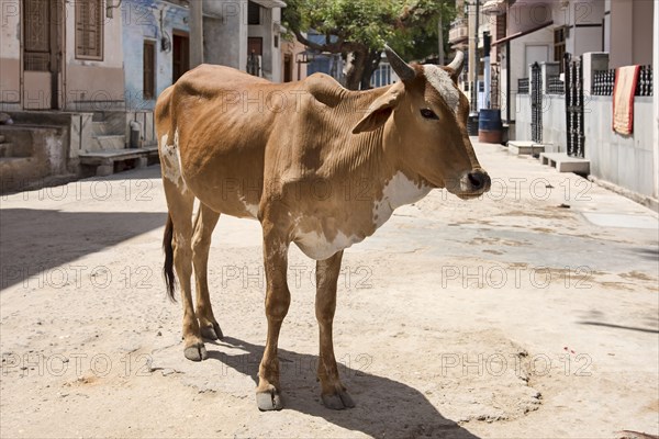 Zebu (Bos primigenius indicus) standing on road