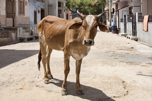 Zebu (Bos primigenius indicus) standing on road