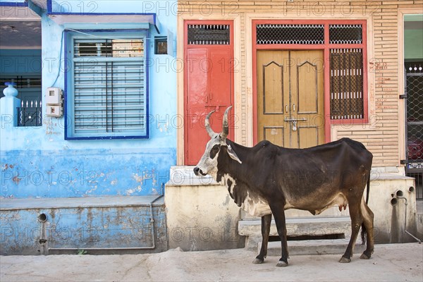 Cow on road